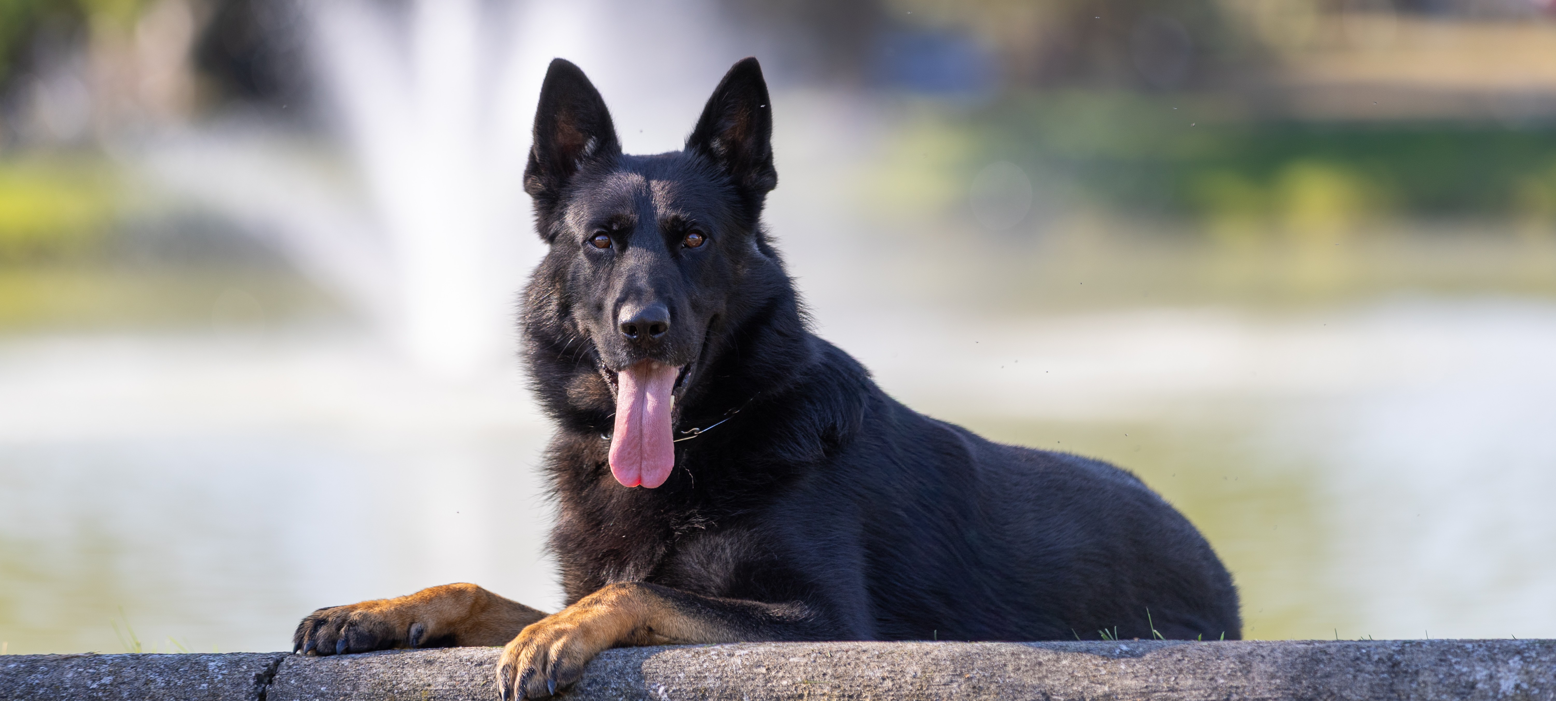 types of protections dogs