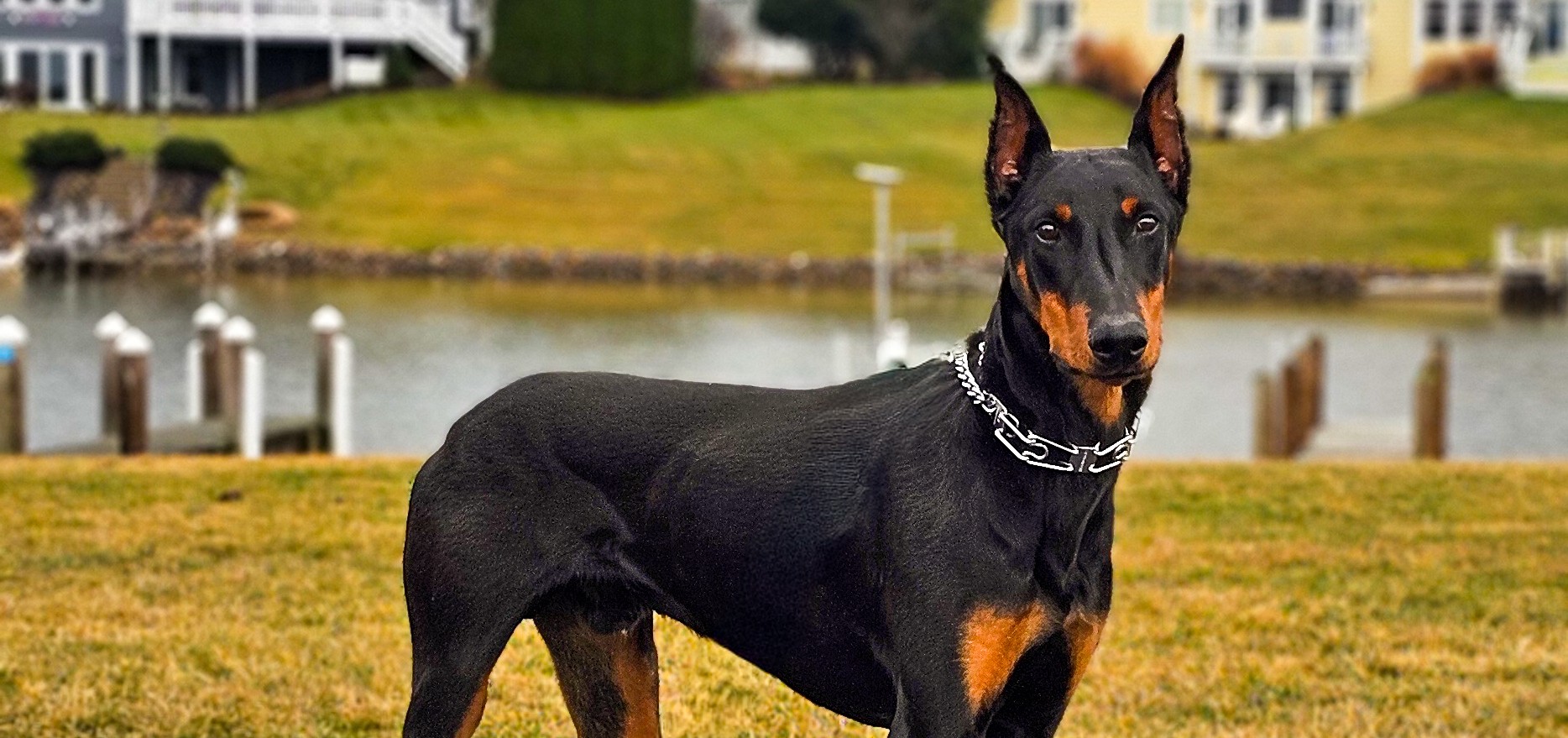 types of protections dogs