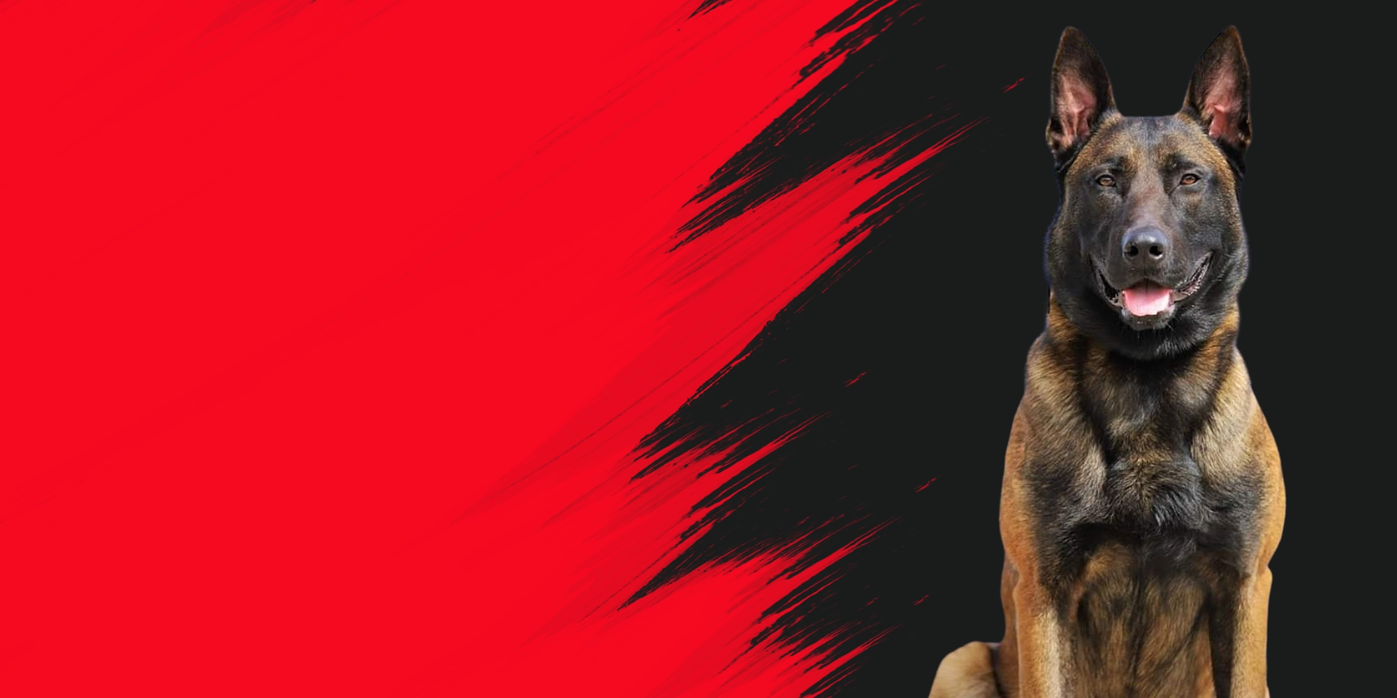 types of protections dogs