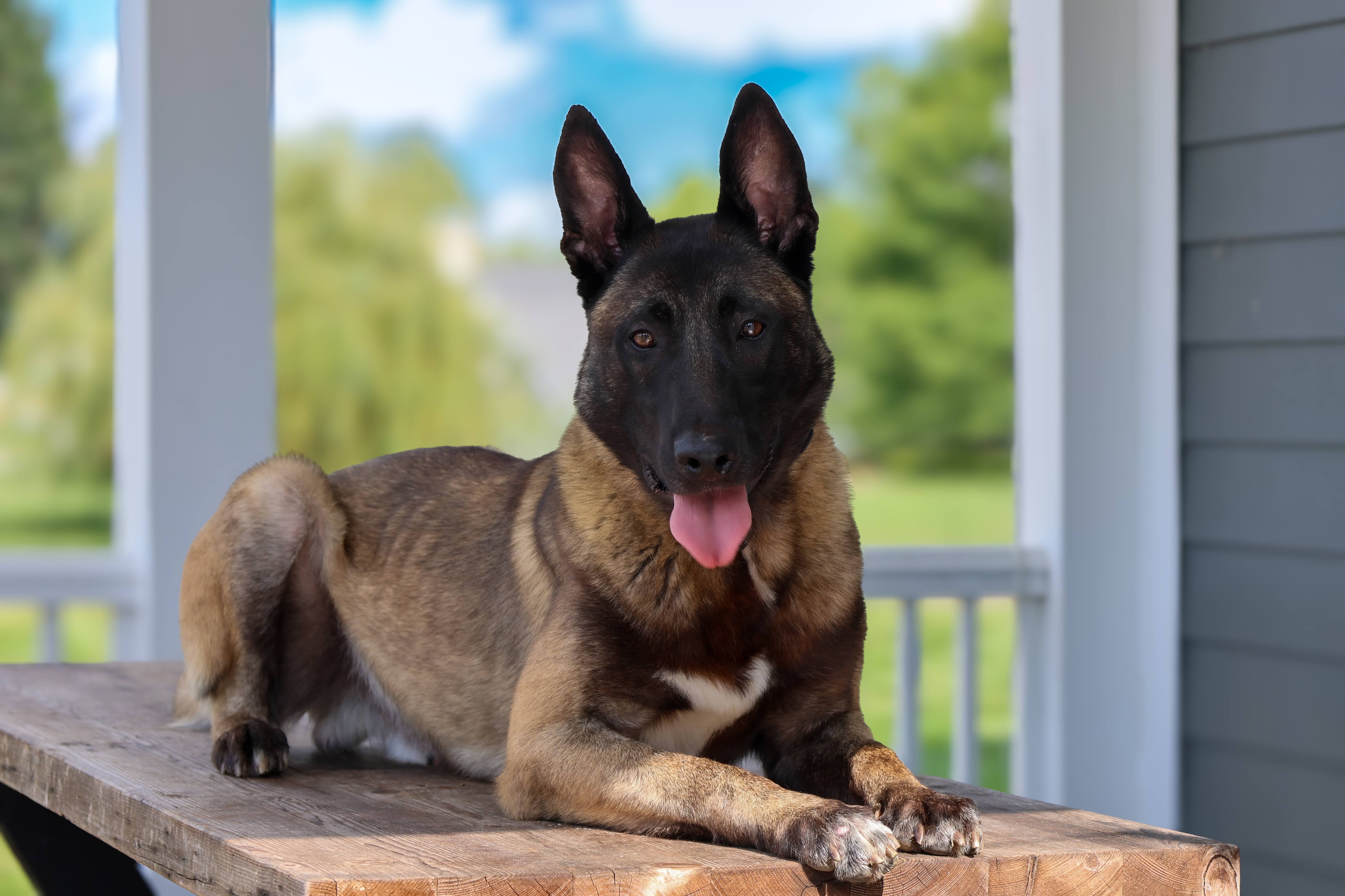 Executive Protection Dogs
