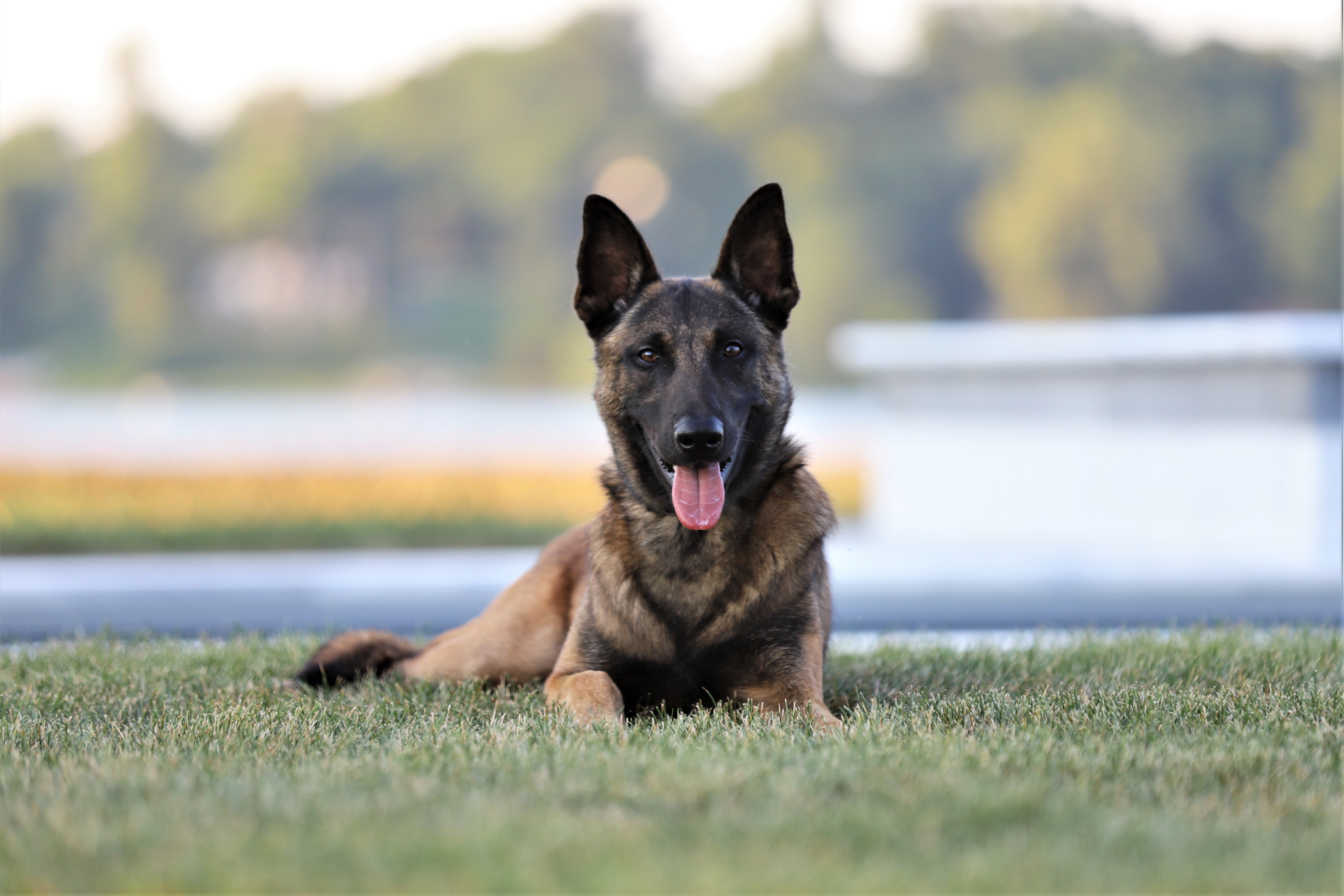 Elite dog with trainer