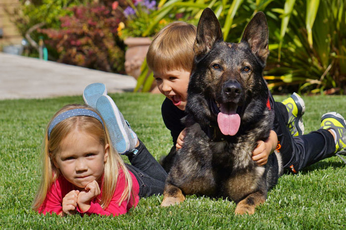Family safe protection dogs
